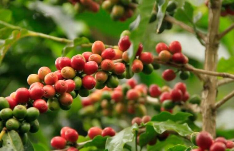 Produtora de café é condenada a pagar R$ 150 mil por danos morais coletivos 