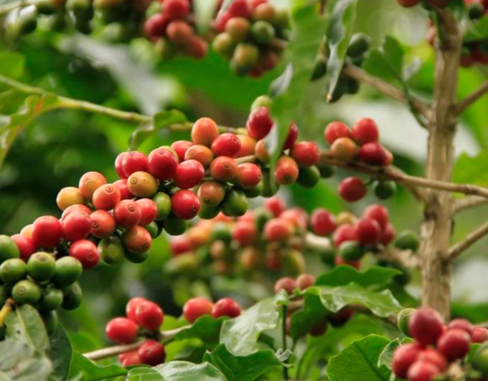 Produtora de café é condenada a pagar R$ 150 mil por danos morais coletivos